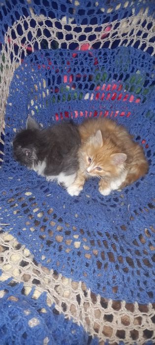 Отдам котят в добрые хорошие руки