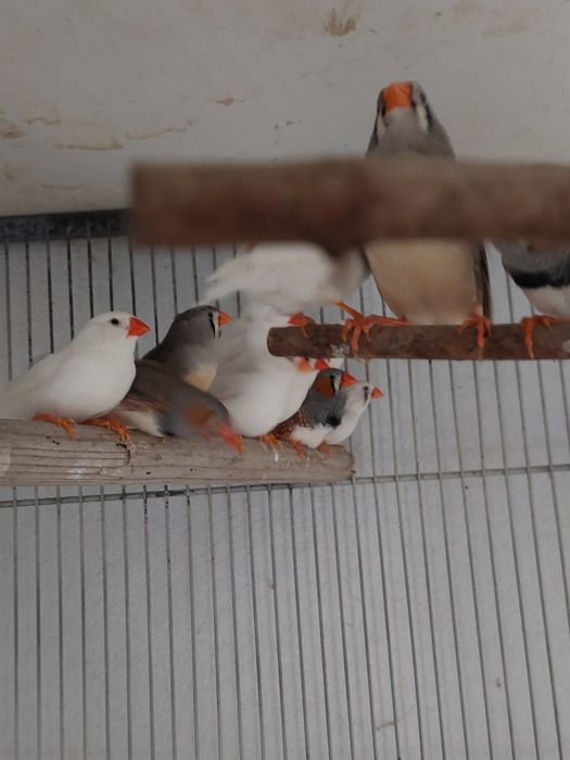 Zebre  Australiene și peruși