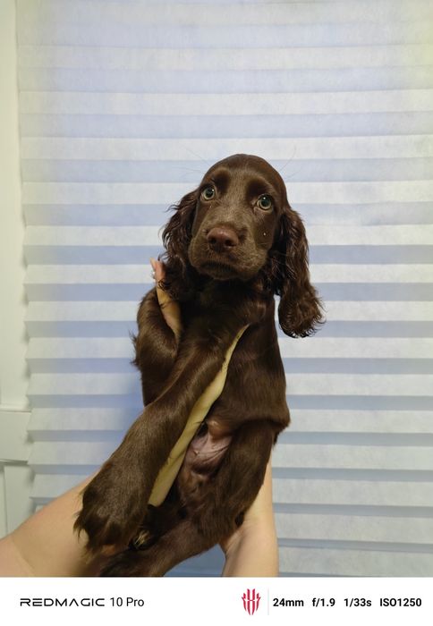 Щенок Спаниель...