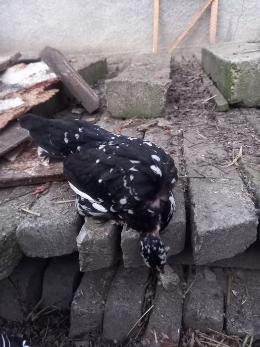 Pereche gaini pitice golașe