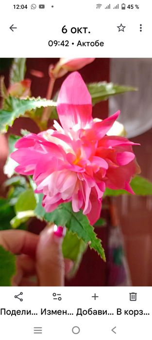 Продам цветы домашнии