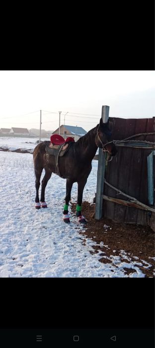 Айгыр сатылады 5 жаста