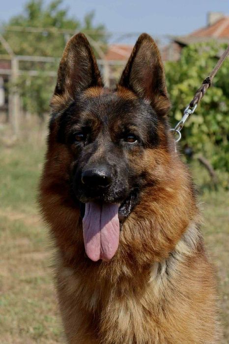 Малки немски овчарки