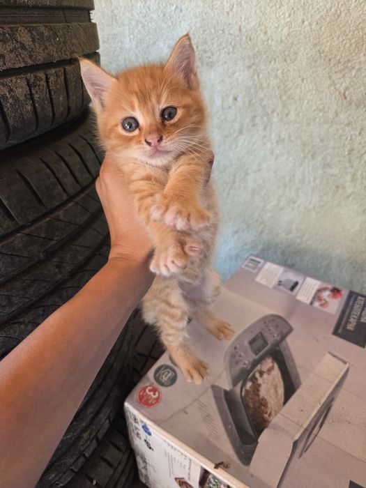 Подаряват се котенца