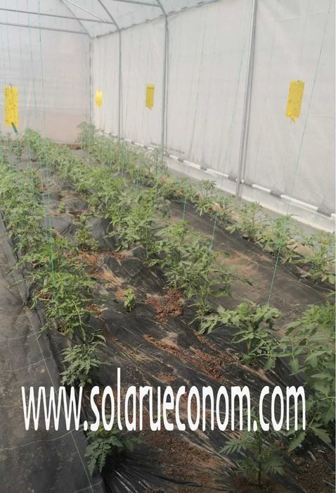 Solar(sera), 4x8 m(32 mp) din țeavă neagră, fară folie, 2767 lei