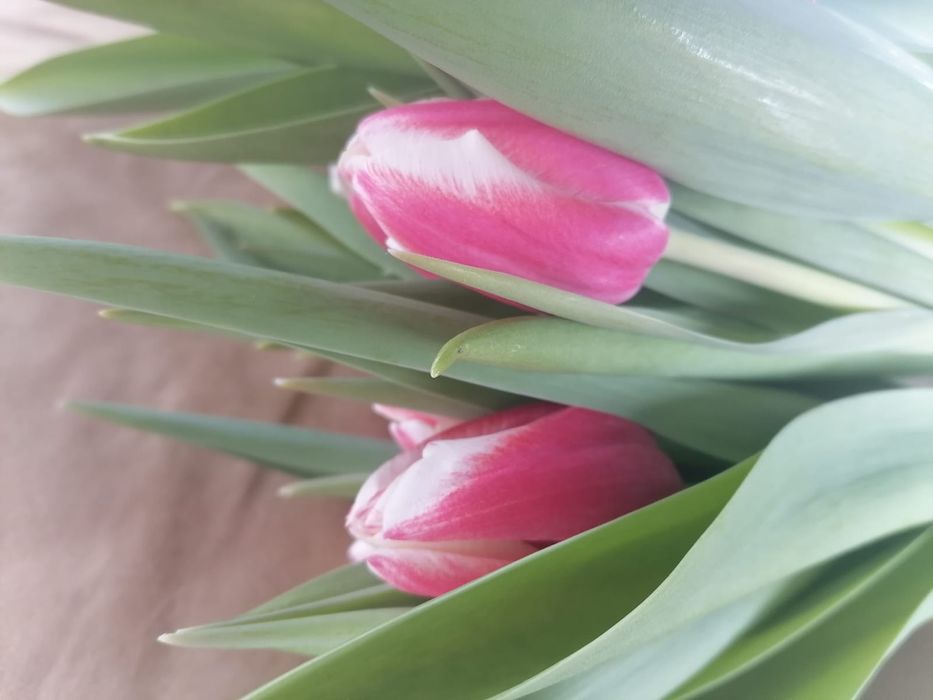 Тюльпаны голландские в ассортименте оптом и в розницу