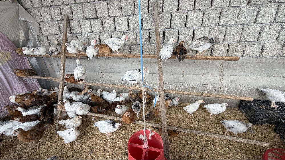 Адлер Серебристый и Корейские цыплята ханхян 2 месячные