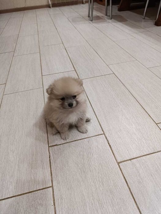 Щенки померанского шпица