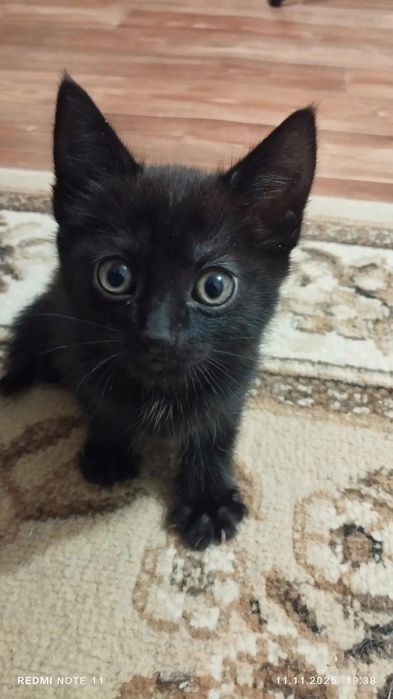 Отдам двух девочек