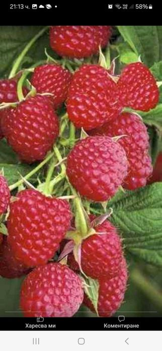 Продавам разсад ягоди и малини