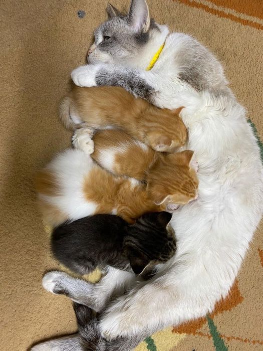 Отдам котят в добрые руки