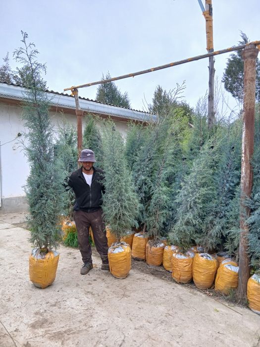 Archalar bor har hil turdagi