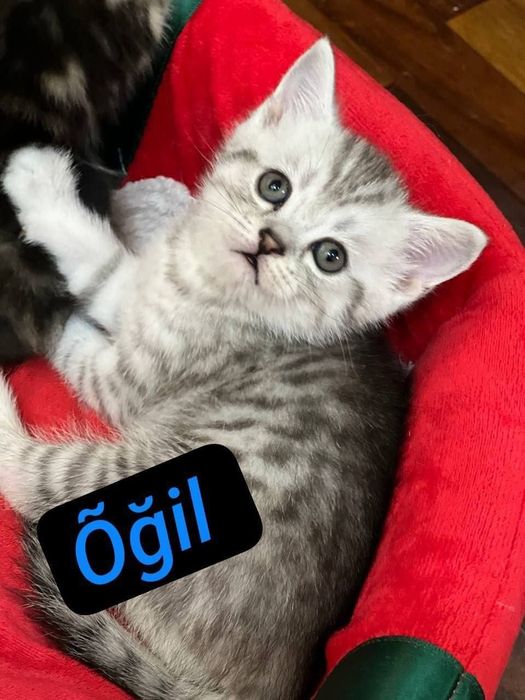 Skotish fold mushukchala скотишфолд котятя