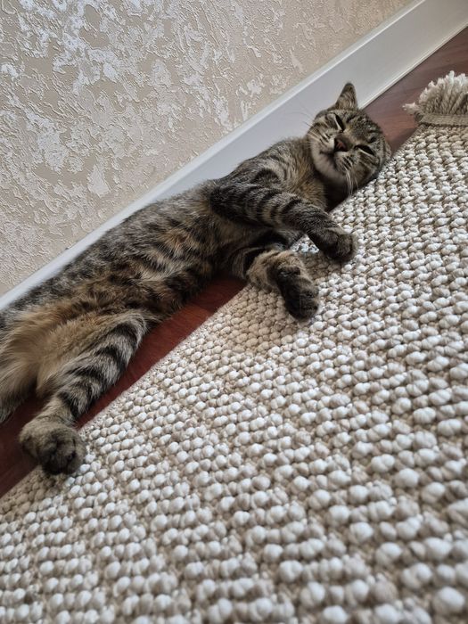 Котенок ищет дом