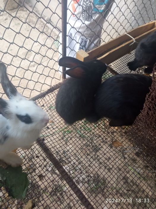 Sirochna quyon sotiladi