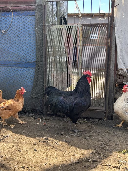 Cocos Australorp