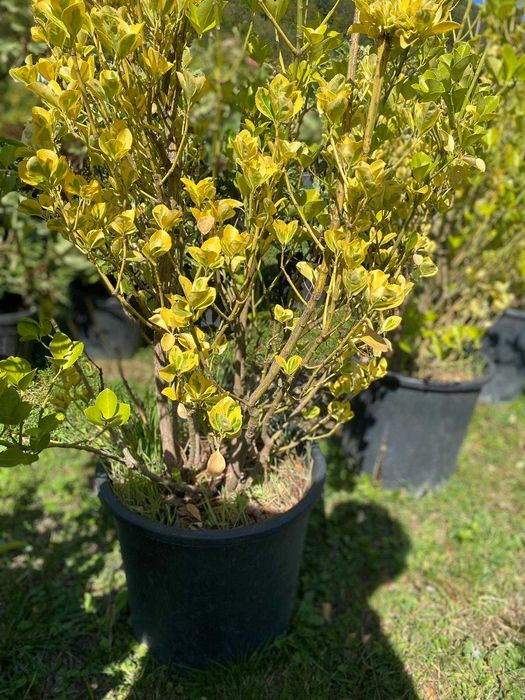 Plante Decorative de Grădină – Montaj Inclus la Orice Comandă