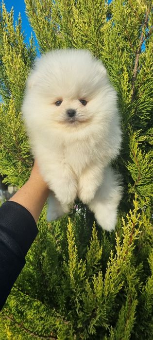 Померан померанче