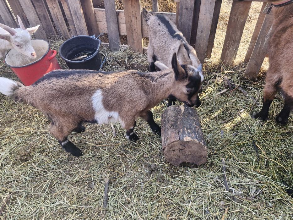 Iezi de vanzare viu sau carcasa