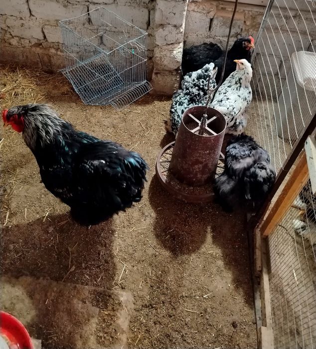 Гигант Брама тухумлари.