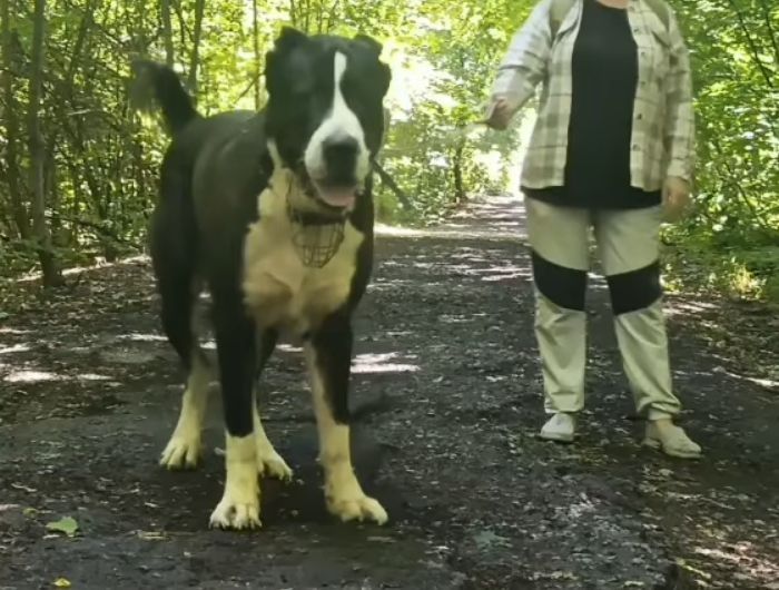 Щенки САО Алабай