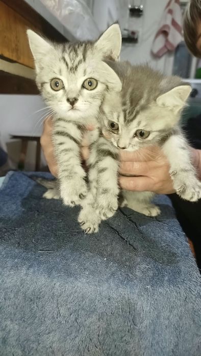 Отдам котят в добрые руки