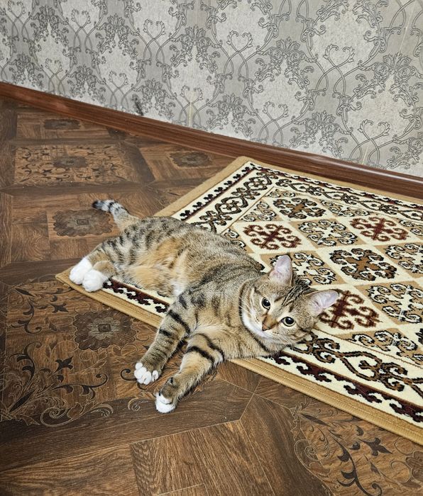 Отдам в хорошие руки