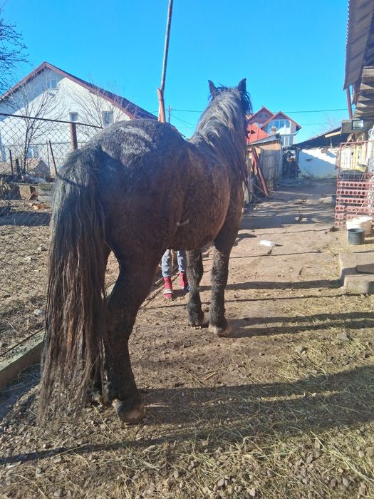 Vând armăsar de 4 ani