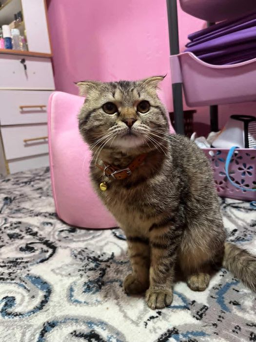 Пародни пишик вакцина олган