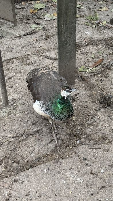 Vand paun sau pauni tineri pereche sau separat