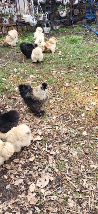 Oua si cocos matasa japoneza 2025