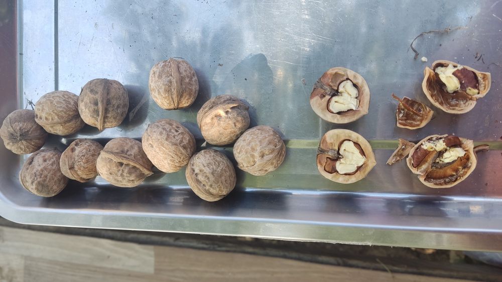 Продам грецкие орехи