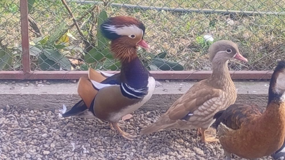 Rate Mandarine mature