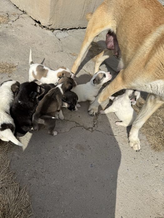 Щенки продаются