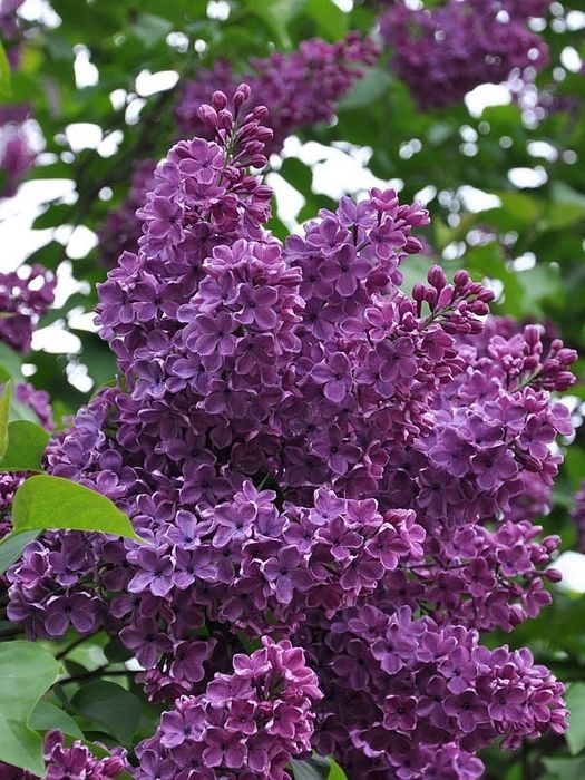 Сирень саженец сиреневый