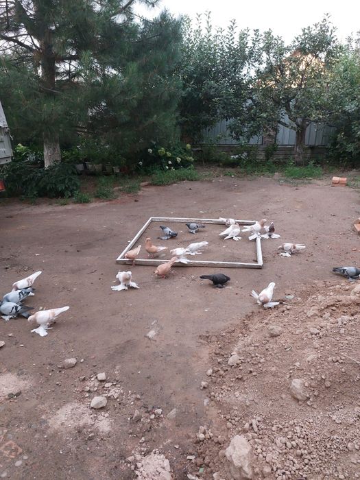 Продам домашних голубей