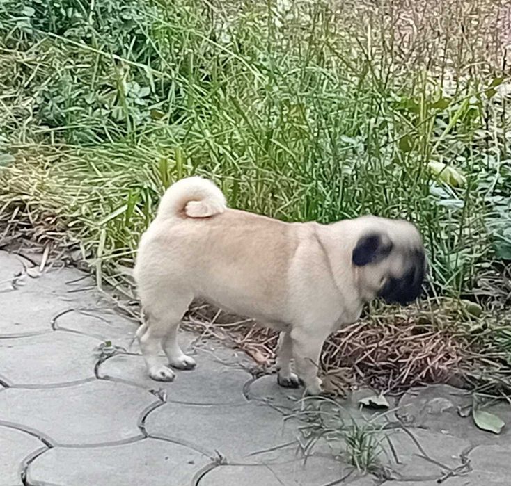 donez femela junioara mops pug