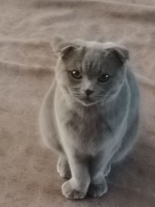 Xonaki mushuk sotiladi tez arzon