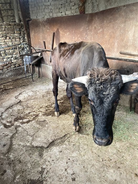 Buqa sotiladi kelishiladi