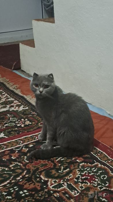 Scotish fold mushugi qiz bola