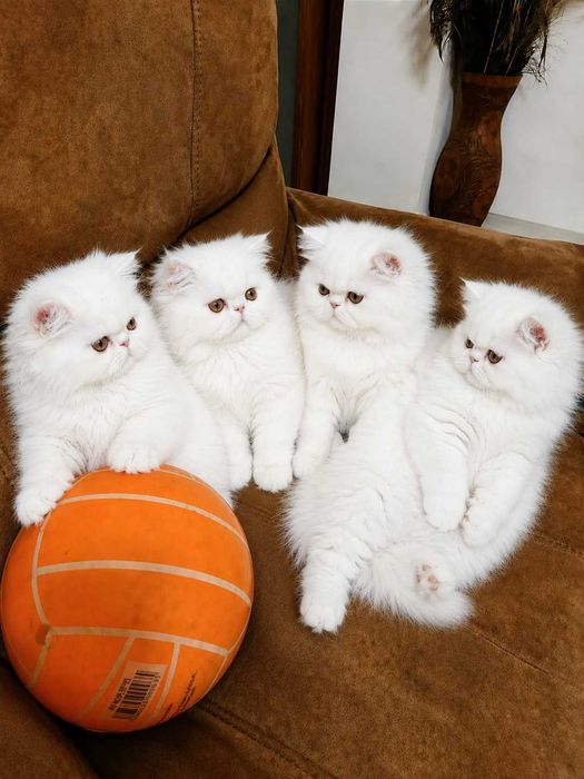 Persian kitten alb imaculat