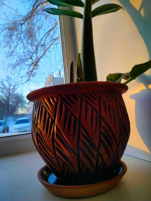 Цветок Замиокулькас