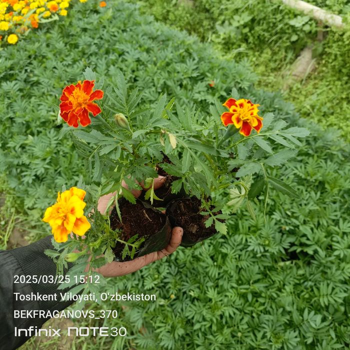 Трасса учун гуллар