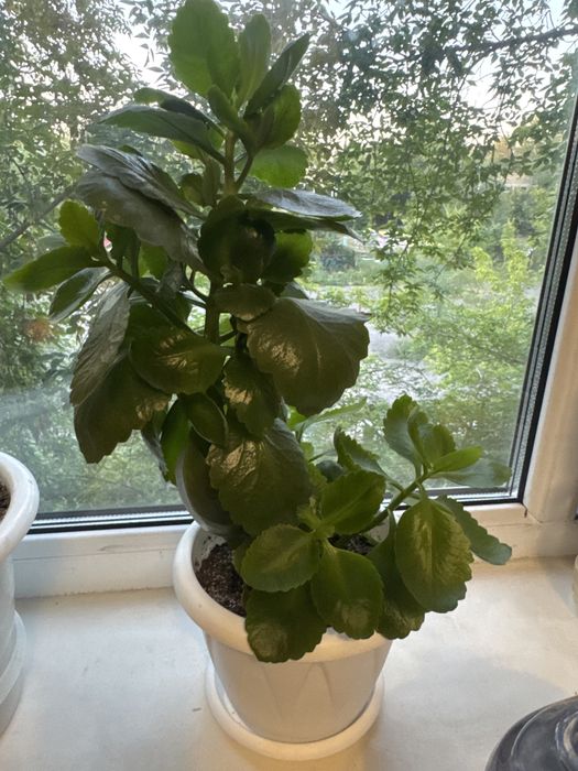 Цветы для офиса и дома