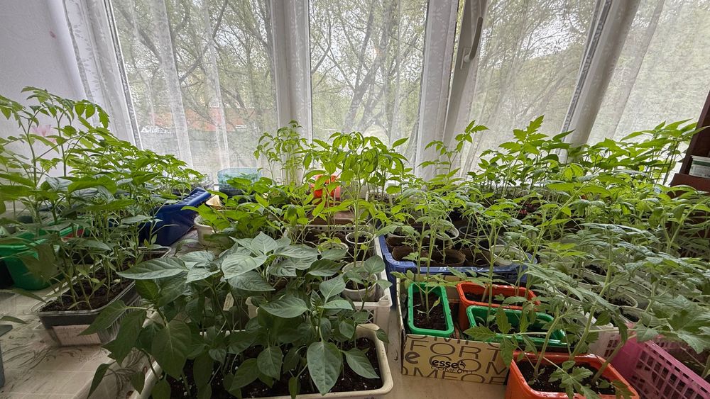 Продам рассаду перцы, помидоры