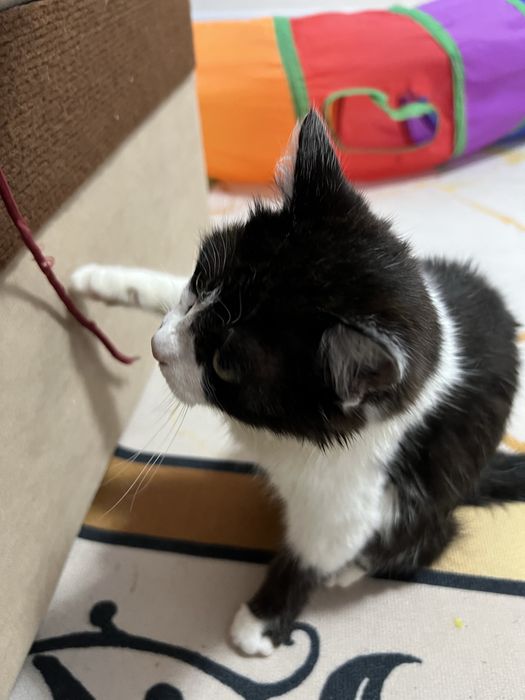 Отдам в добрые руки