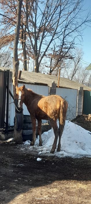 Ұзынағаш жаңақұрлыс