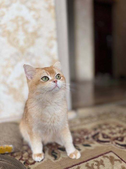 Zalataya shinshilla ny12 Vyaska