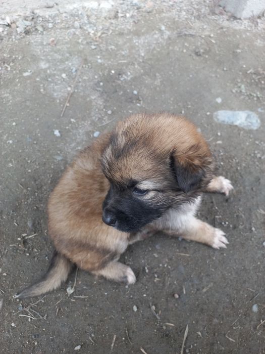 Отдадим щенят в  добрые руки