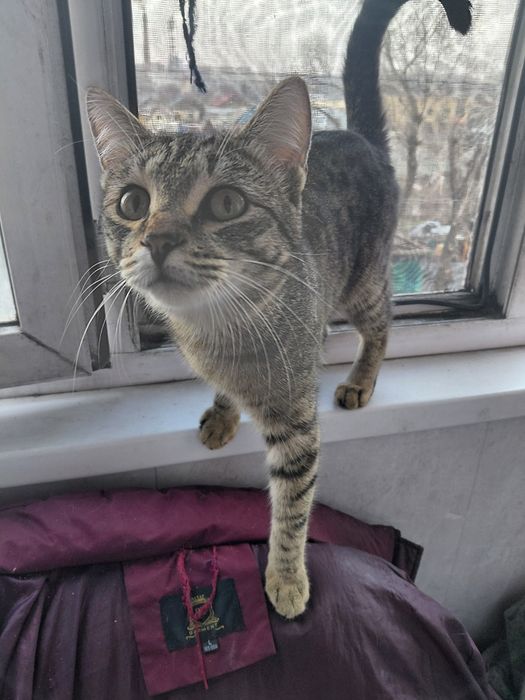 Котик 7 месяцев Ищет Дом